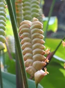 Lg. Bronze Rattle Plant (calathea crotilifera)