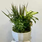Dish Garden Westford Florist 10"