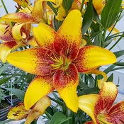 Golden Stone Paintbrush Lily