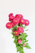 Aster Matsu — CA Flowers Wholesale