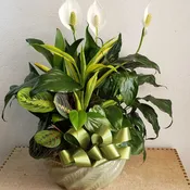 Garden Of Green 12 inches