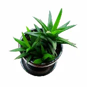 Alworthia ‘Black Gem’