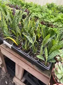 2” Assorted Snake Plants - Bulk of 10 Indoor Plant  ( Case of 10 Pots )