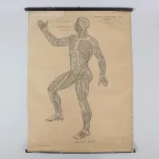 1910 American Red Cross Medical Muscle Chart