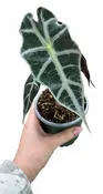 Alocasia Polly 4" - African Mask