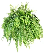 BOSTON FERN