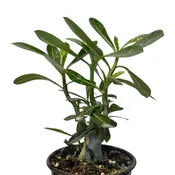 Adenium obesum (Desert Rose)