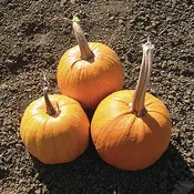 Certified Organic Small Sugar Pumpkin Seeds