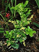 Aglaia odorata "Chinese Perfume Plant"