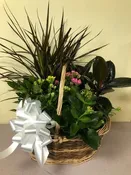 ASSORTED PLANT BASKET