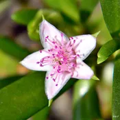 Sesuvium portulacastrum (Perennial Sea Purslane) SKU-SESPOR