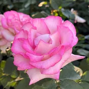 Angelic Veil™ Potted Rose Bush