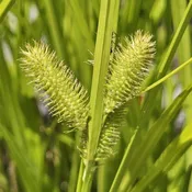 Bottlebrush Sedge (Carex comosa)