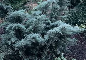 Angelica Blue Chinese Juniper