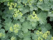 Alchemilla mollis  Lady’s mantle      Z 3-8
