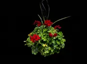 Hanging Basket — Jil's Flower Haus