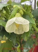 Abutilon hybridum ‘Alpha Centauri’