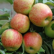 Apple Tree (Braeburn)