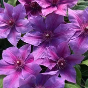 'Adam's Courage' Clematis