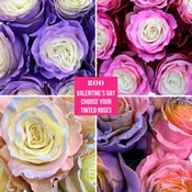 200 Mix and Match Tinted Roses - Valentine's Day Wholesale