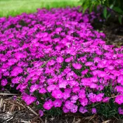 Paint the Town Fuchsia Dianthus