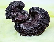 印尼鮑魚4