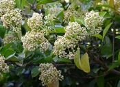 Arrowwood Viburnum