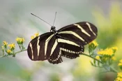 Black and White Butterfly (Blank Card)
