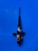 16CM Japanese Imported - Doitsu Tancho Showa - Shinoda - QT7 - 51