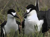 Birds of Hispanolia