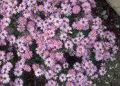 Aster Wood’s Pink #1True