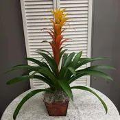 Bromeliad