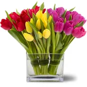 Tulips Together