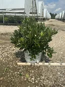 Black Hat® Rhododendron