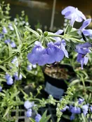 Azure Sage