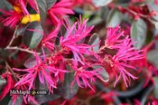 Loropetalum ‘Carolina Midnight' Purple Leaf Fringe Flower