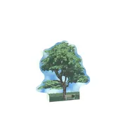 Abbey Collection, Lebanon Cedar Tree, England