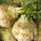 Celeriac Celery Root | Two Live Plants | Non-GMO | Heirloom | Cold Hardy, High Yield