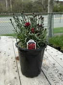 Dianthus #2
