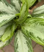 Aglaonema