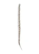 Akanda Deepam Cotton Wick – Long Sacred Wick for Akhand Diya, Pooja, Temple Ceremonies &amp; Hindu Rituals