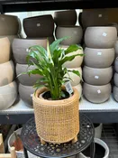 7" Langsa Lantern | Natty Garden