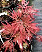 Acer palmatum 'Dissectum Nigrum' Red Dwarf Japanese Maple