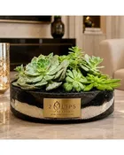Black Sand Succulent Arrangement