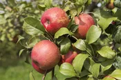 Apple Tree Haralson #10