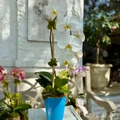 Medium Classic Orchid Arrangement