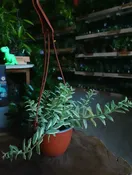 Lipstick Plant 6" HB