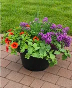 10" ANNUAL PATIO POT