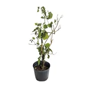 Arbol de Pito | Pito Tree for Sale