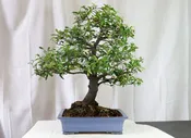 Boxthorn (Severina buxifolia) Specimen